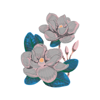 Echeveria Wedding Echeveria Wedding