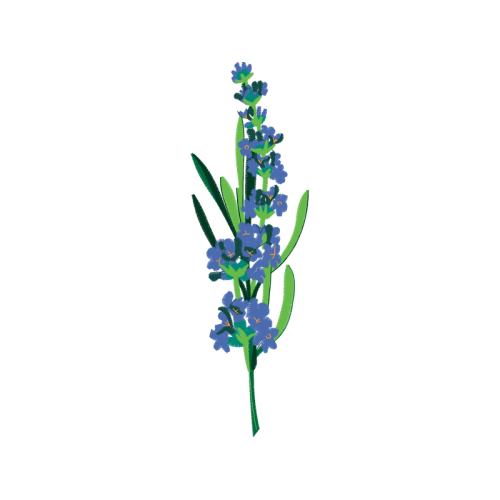 English Lavender Wedding English Lavender Wedding