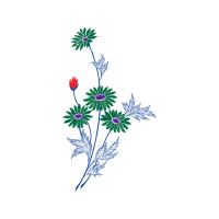 Espresso Drinks Wedding