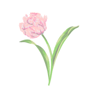 Flower Bouquet Wedding Flower Bouquet Wedding