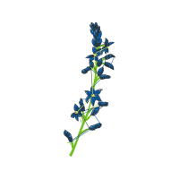 Flower Wedding Flower Wedding