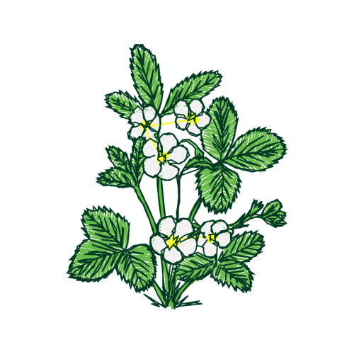 Flower Wedding Flower Wedding