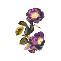 Flower Wedding Flower Wedding