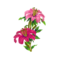 Flower Wedding Flower Wedding