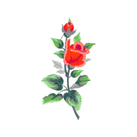 Flower Wedding Flower Wedding