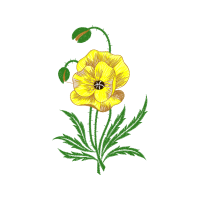 Flower Wedding Flower Wedding