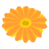 French Marigold Wedding French Marigold Wedding