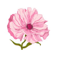 French Rose Wedding French Rose Wedding