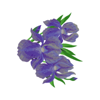 Gentian Wedding Gentian Wedding