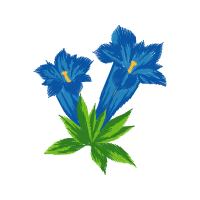 Gentian Wedding Gentian Wedding