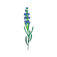 Grape Hyacinth Wedding Grape Hyacinth Wedding