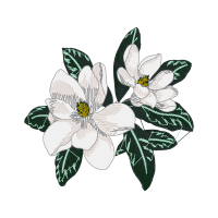 Hippeastrum Wedding Hippeastrum Wedding