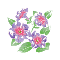 Hippeastrum Wedding Hippeastrum Wedding