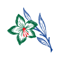 Hippeastrum Wedding Hippeastrum Wedding