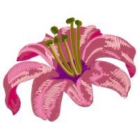 Hippeastrum Wedding Hippeastrum Wedding