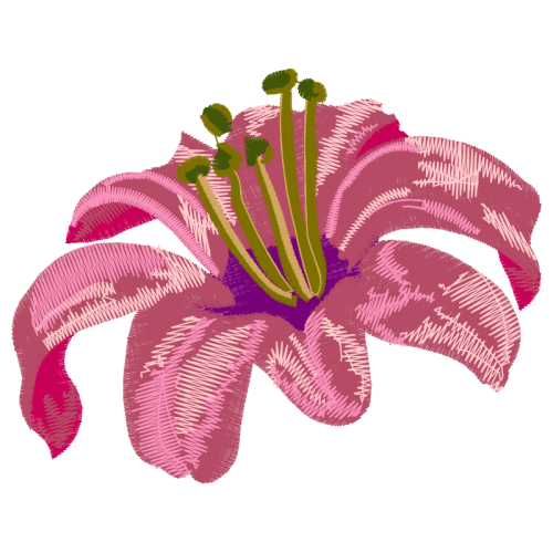 Hippeastrum Wedding Hippeastrum Wedding