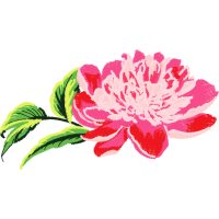 Hippeastrum Wedding Hippeastrum Wedding