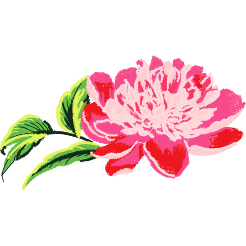 Hippeastrum Wedding Hippeastrum Wedding