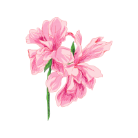 Hippeastrum Wedding Hippeastrum Wedding