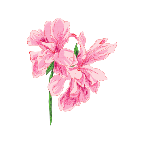 Hippeastrum Wedding Hippeastrum Wedding