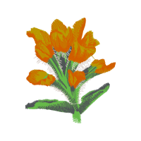 Hippeastrum Wedding Hippeastrum Wedding