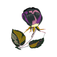 Hybrid Tea Rose Wedding Hybrid Tea Rose Wedding