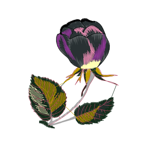 Hybrid Tea Rose Wedding Hybrid Tea Rose Wedding