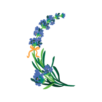 Illustration Wedding Illustration Wedding