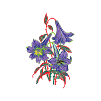 Illustration Wedding