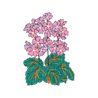 Illustration Wedding