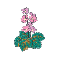 Illustration Wedding