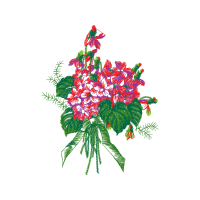 Illustration Wedding