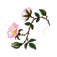 Illustration Wedding Illustration Wedding