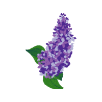 Illustration Wedding Illustration Wedding