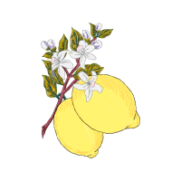 Illustration Wedding