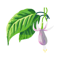 Illustration Wedding Illustration Wedding