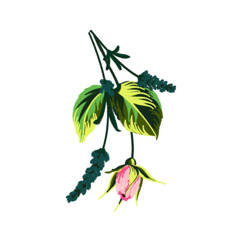 Illustration Wedding Illustration Wedding