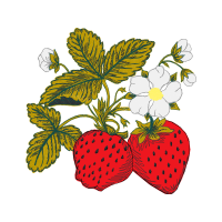 Illustration Wedding Illustration Wedding