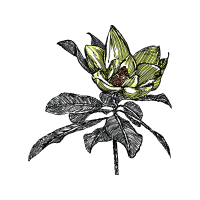 Illustration Wedding Illustration Wedding