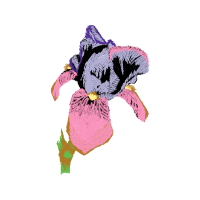 Illustration Wedding Illustration Wedding