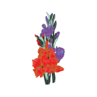 Illustration Wedding Illustration Wedding