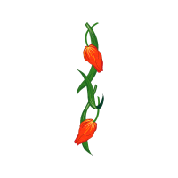 Illustration Wedding