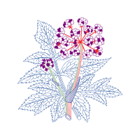 Illustration Wedding