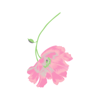 Japanese Anemone Wedding