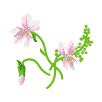 Jurema Preta Wedding Jurema Preta Wedding