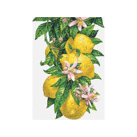 Lemon Wedding Lemon Wedding