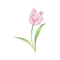 Lily Wedding Lily Wedding