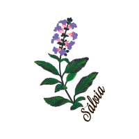 Lobelias Wedding Lobelias Wedding