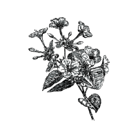 Marvel Of Peru Wedding