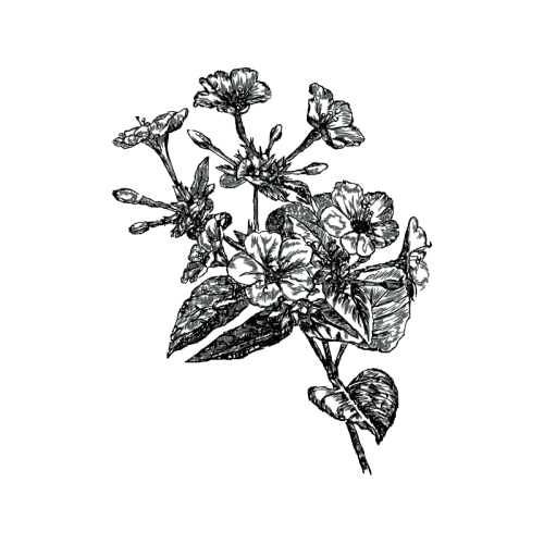 Marvel Of Peru Wedding Marvel Of Peru Wedding